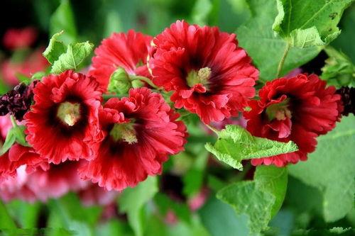 蜀葵在线视频,在线视频带你领略大自然的绚烂色彩