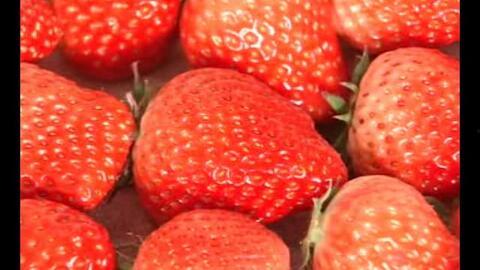 100草莓在线视频观看